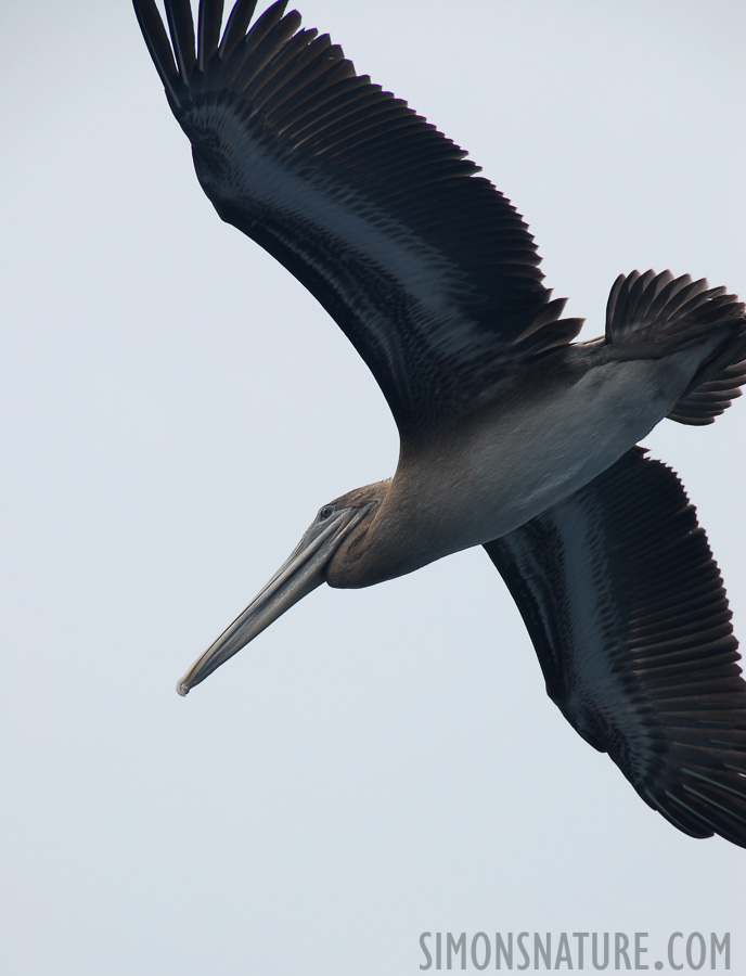 Pelecanus occidentalis urinator [200 mm, 1/320 Sek. bei f / 9.0, ISO 100]